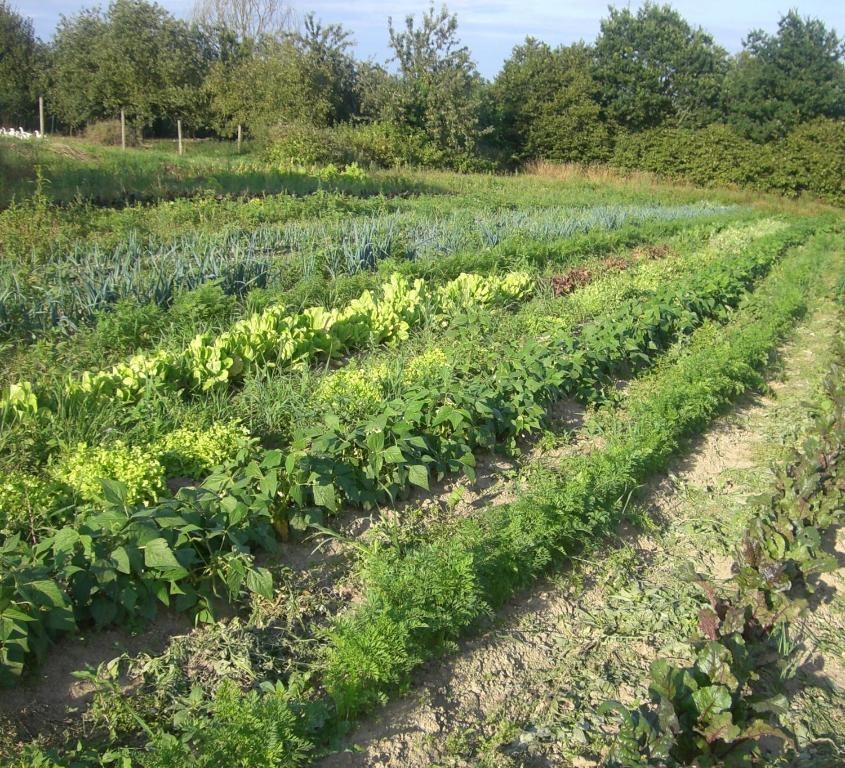 Gites De La Ferme Auberge De Mesauboin Bille Екстер'єр фото